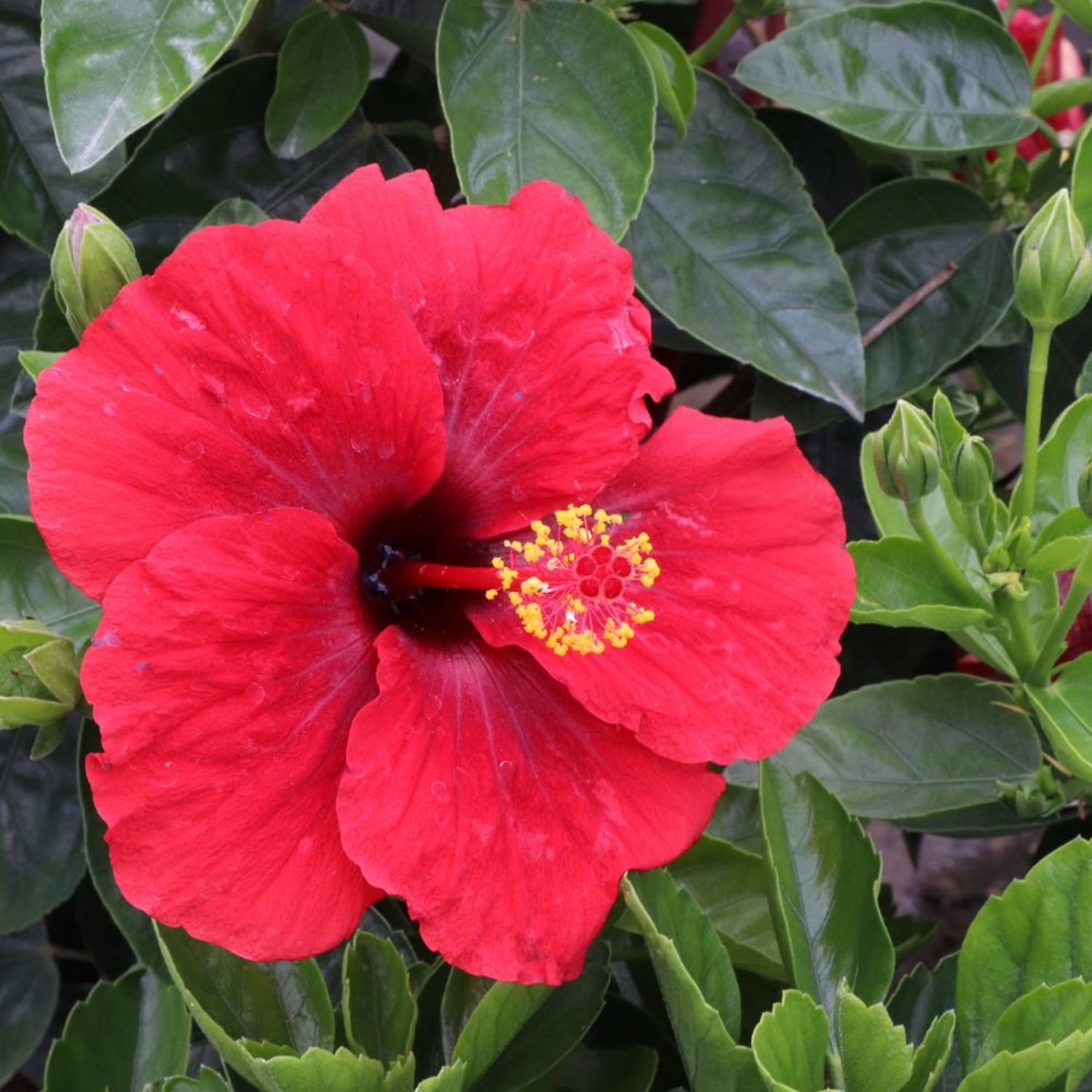 Proven Winners ColorChoice 6" Red Hollywood Hibiscus Hot Shot Tropical Hibiscus Live Plant in 7.5" Pot