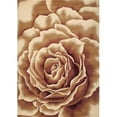 thumbnail image 1 of HomeRoots 352473 5 ft. 3 in. x 7 ft. 7 in. Polypropylene Ivory Area Rug, 1 of 1