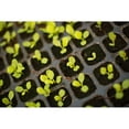 thumbnail image 3 of Millet, Karyn 14x11 Black Modern Framed Museum Art Print Titled - Seedlings, 3 of 5