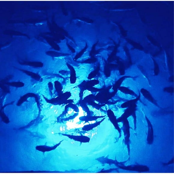 Blue Mega-Watt Underwater LED Lighting System (120 foot power cord)