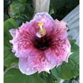 thumbnail image 2 of Live Plant! "Wine Press" Exotic Tropical Hibiscus Live Plant in 4" pot, 2 of 7
