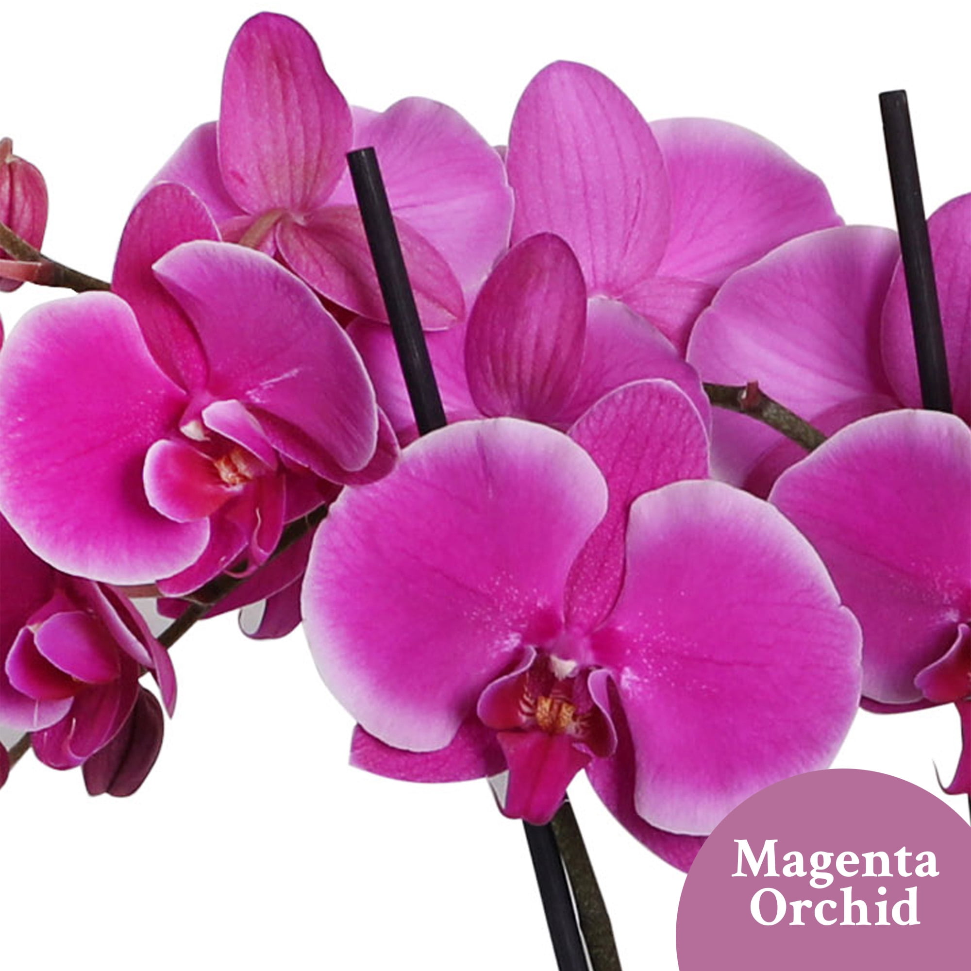 Just Add Ice 16-30" Magenta Orchid in 5" White Ceramic Pot with Gold Eucalyptus Pick, Live Plant, Indirect Light, Indoor House Plant