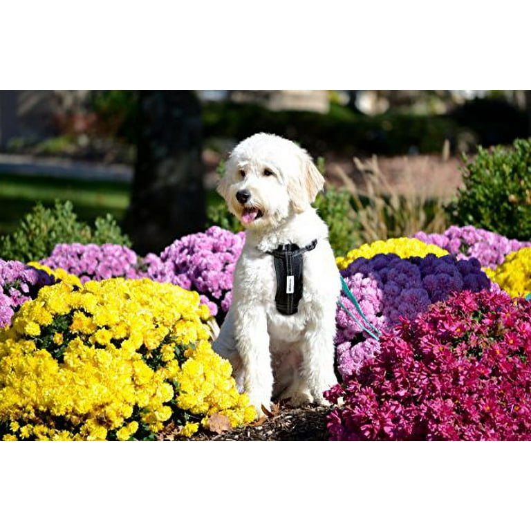 DEXDOG Chest Plate Harness with Adjustable Straps Reflective Padded for X Small Dogs Purple Walmart