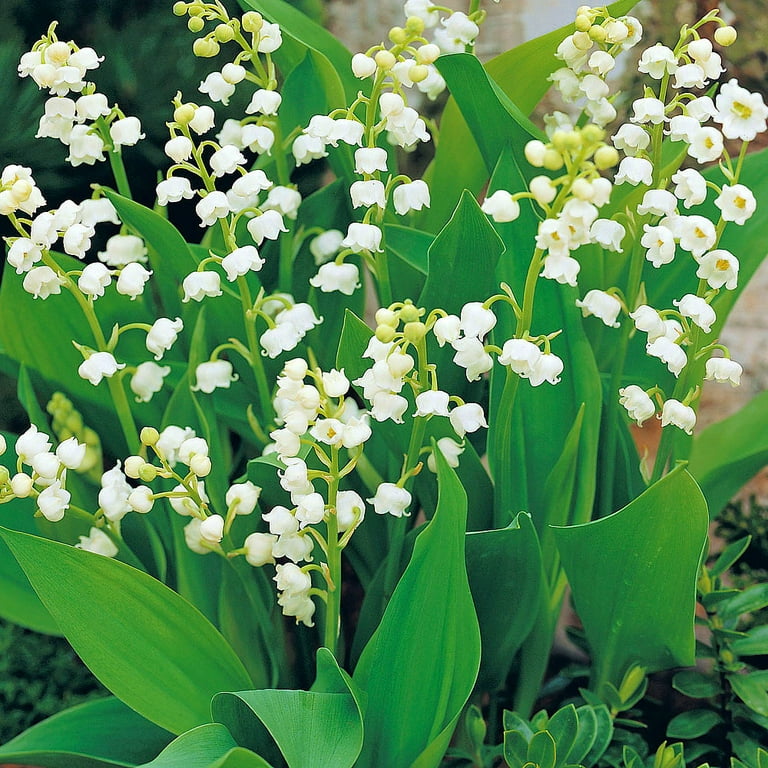 Garden State Convallaria Lily of The Valley Bulbs, 3 ct - City Market