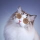 thumbnail image 4 of Fiudx Gafas de Moda para Mascotas, Montura Redonda Retro, Lentes Reflectantes, Elegantes Gafas de Sol para Perros y Gatos, Accesorios para Muñecos Pequeños, Fotografía de Fiestas y Eventos Al Aire Li, 4 of 6