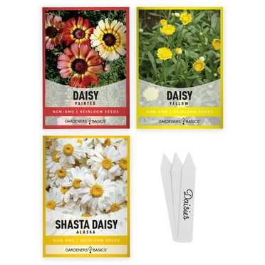 Daisy Seeds For Planting | 3 Variety Pack
