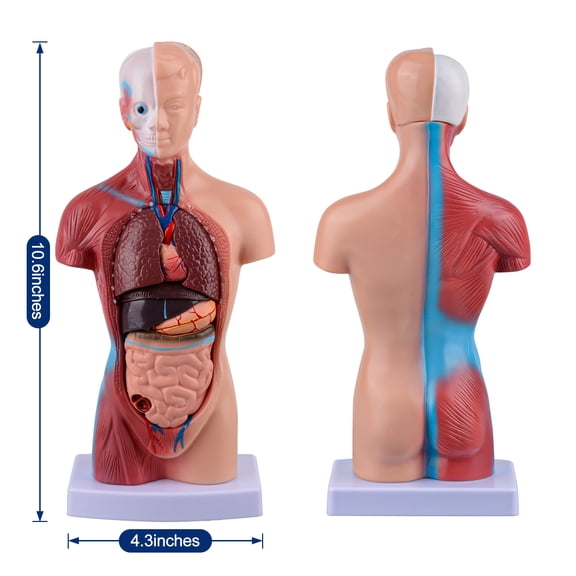 Eztrain Human Torso Model Includes Digital Manual, Human Body Model for Kids, Human Anatomy Model for Science Education
