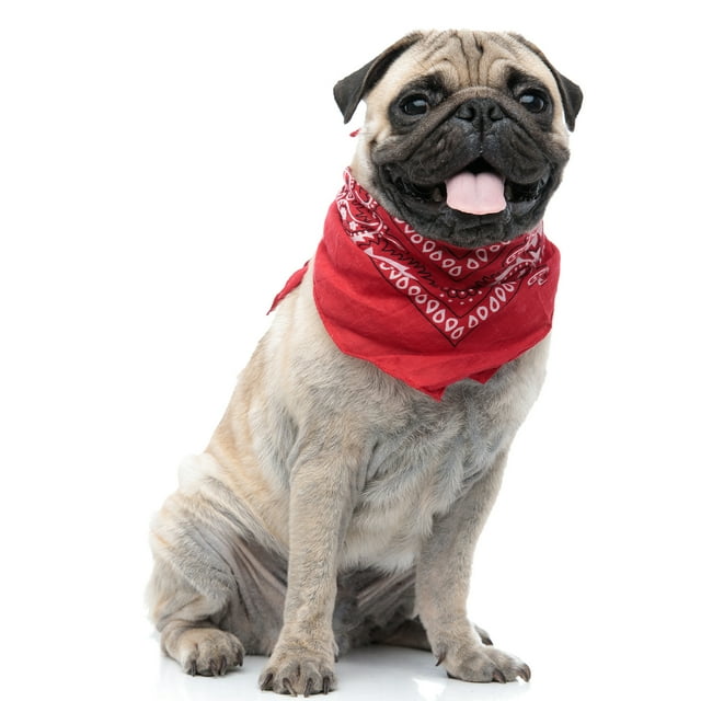 Paisley Polyester Ensemble de 3 Bavoirs Bandana Triangle pour Chiens et Chats - Taille Régulière