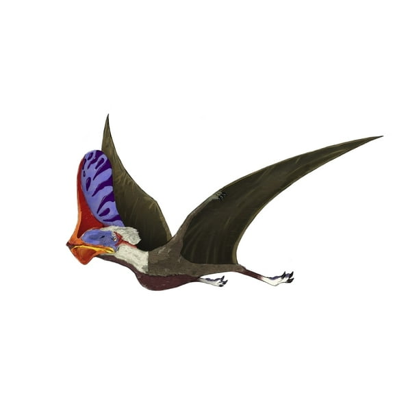 Tapejara, a genus of Brazilian pterosaur from the Cretaceous Period Poster Print - Walmart.com