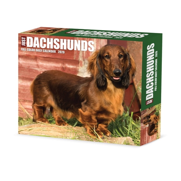 Dachshunds 2026 Box Calendar, (Paperback)