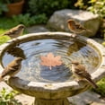 thumbnail image 4 of Outdor Wild Birds Bathing Disc With Maple For Garden Yard, 4 of 6