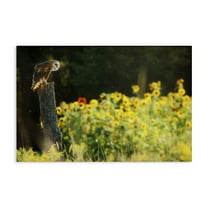 Stupell Industries Owl Perched in Meadow Landscape Photography Gallery Wrapped Canvas Art Print Wall Art, 30 x 20