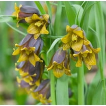 Uva-Vulpis Fritillaria Bulbs for Planting - Colorful Weeping Flowers (10 Bulbs)