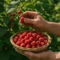 thumbnail image 6 of Raspberry Glencoe Thornless Starter Plants - Set of 2, Full Sun, USDA Zones 4-8, Ships Bare Root, No Pot, 6 of 8