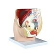 thumbnail image 1 of Isaac Technologies IC-B10430 Female Pelvis - 3 Parts, Magnetically Connected, 1 of 2