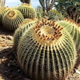 thumbnail image 2 of Golden Barrel Cactus - Live Plant in a 10 Inch Pot - Echinocactus Grusonii - Beautiful and Unique Cactus Succulent, 2 of 5