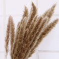 thumbnail image 3 of Juego de 30 flores secas de hierba Pampas TUNC decoración de plantas artificiales naturales Color mezclado, 3 of 5