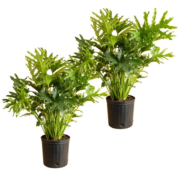 Costa Farms 24" Tall Selloum Philodendron Bright Indirect Sunlight, Live House Plants, Grow Pot 2-Pk