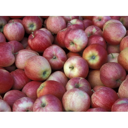 Freshly Picked Freshly Picked Gala Apples, Monitor, Washington, USA Print Wall Art By Jamie & Judy Wild ()