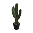 thumbnail image 1 of Cactus Plant, 1 of 3
