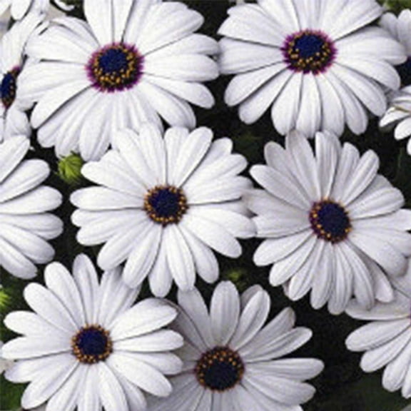 Asti Series Osteospermum White ~10 Seeds – African Daisy (Cape Daisy) – 18-24" Drought-Tolerant Shrubs – Non-GMO Annual – White or Mix – 2.5" Blooms – Cut Flower Favorite – AAS Winner – 84-90 Days