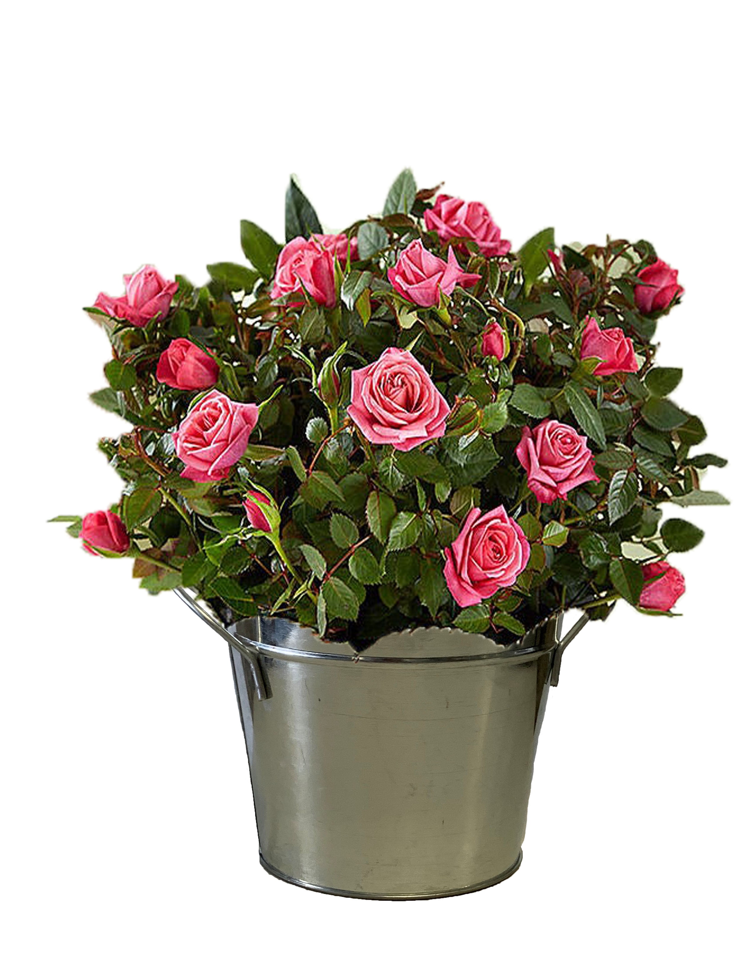 Miniature Dollhouse Flowers Pink Potted Pots of Roses Dollhouse Diggs Mini Roses Flowers Artisan Made in USA Large 3 Tall Mini Rose Plants Miniature Dollhouse Flowers Pink Potted Pots of Roses Dollhouse Diggs Mini Roses Flowers Artisan Made in USA Large 3 Tall Mini Rose Plants