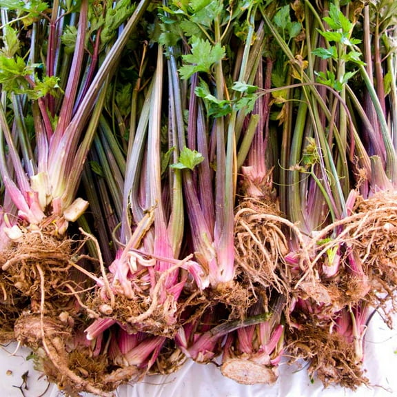 Organic Red Stalk Giant Celery Seeds - 500 Mg ~1,000 Seeds - Organic, Heirloom, Open Pollinated, Non-GMO, Farm & Vegetable Gardening Seeds