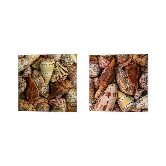 Great Art Now Mini Conch Shells by Andy Amos 2 Piece Canvas Art Set Each 14"W x 14"H