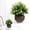 D, variant on Artificial Eucalyptus Topiary Plant, Faux Cream White Greenery in Dark Gray Pot, Mini Table Fake Plant for Home, Office, Desk Decoration, Centerpiece and Gift