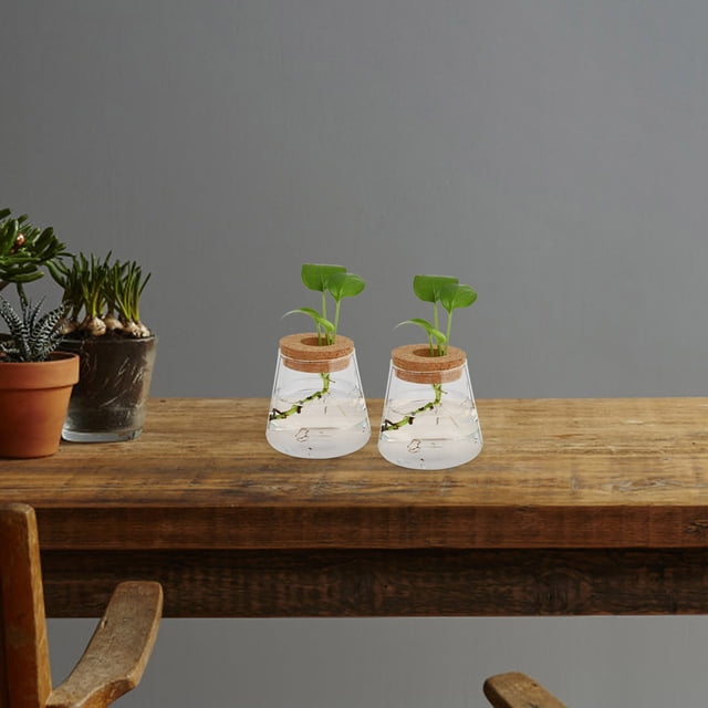 FENGGUIQU 2Ud Florero De Vidrio Con Base De Madera Para Plantas Hidroponía En Casa