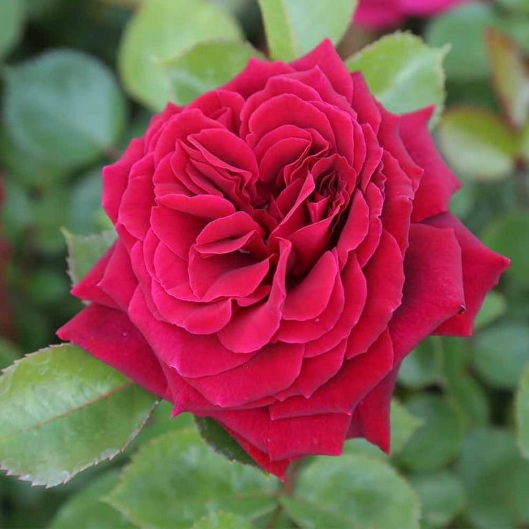 Heirloom Roses - Eleganza® Gypsy Soul Hybrid Tea Rose Bush Heirloom Roses - Eleganza® Gypsy Soul Hybrid Tea Rose Bush