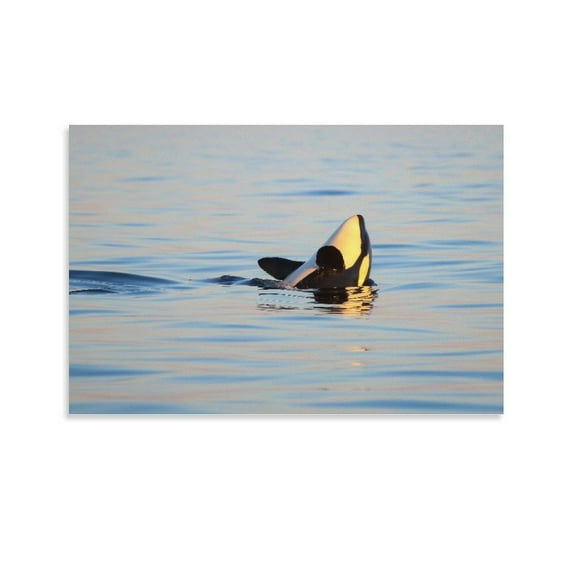 Orca Canvas Art Poster And Wall Art Picture Print Modern Family Bedroom Decor Posters,Unframe-style,08x12inch(20x30cm)