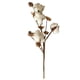 thumbnail image 1 of Decoración floral del hogar del relleno de la flor del tallo del algodón secado naturalmente artificial, 1 of 7
