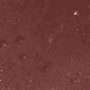145 Constant Cocoa