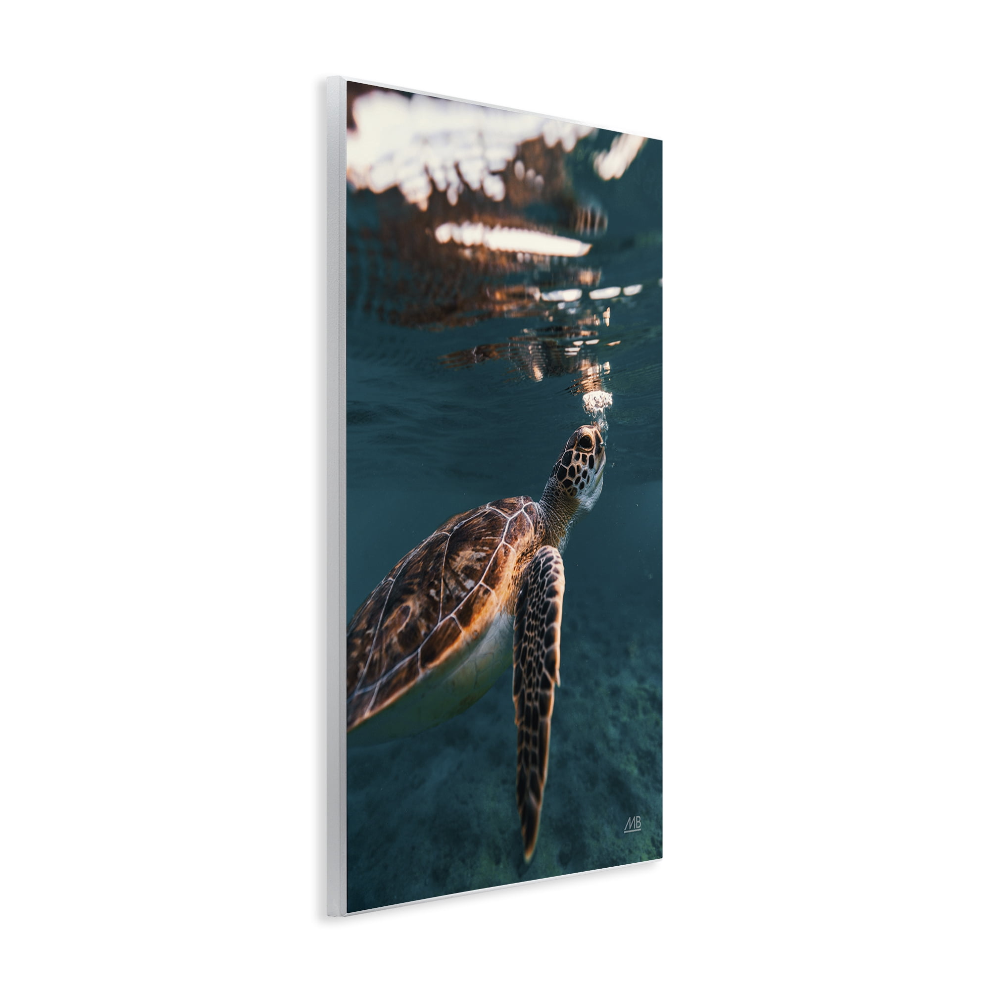 Stupell Industries Blowing Bubbles Turtle Animals Photography Unframed Art Print Wall Art, 13 x 19
