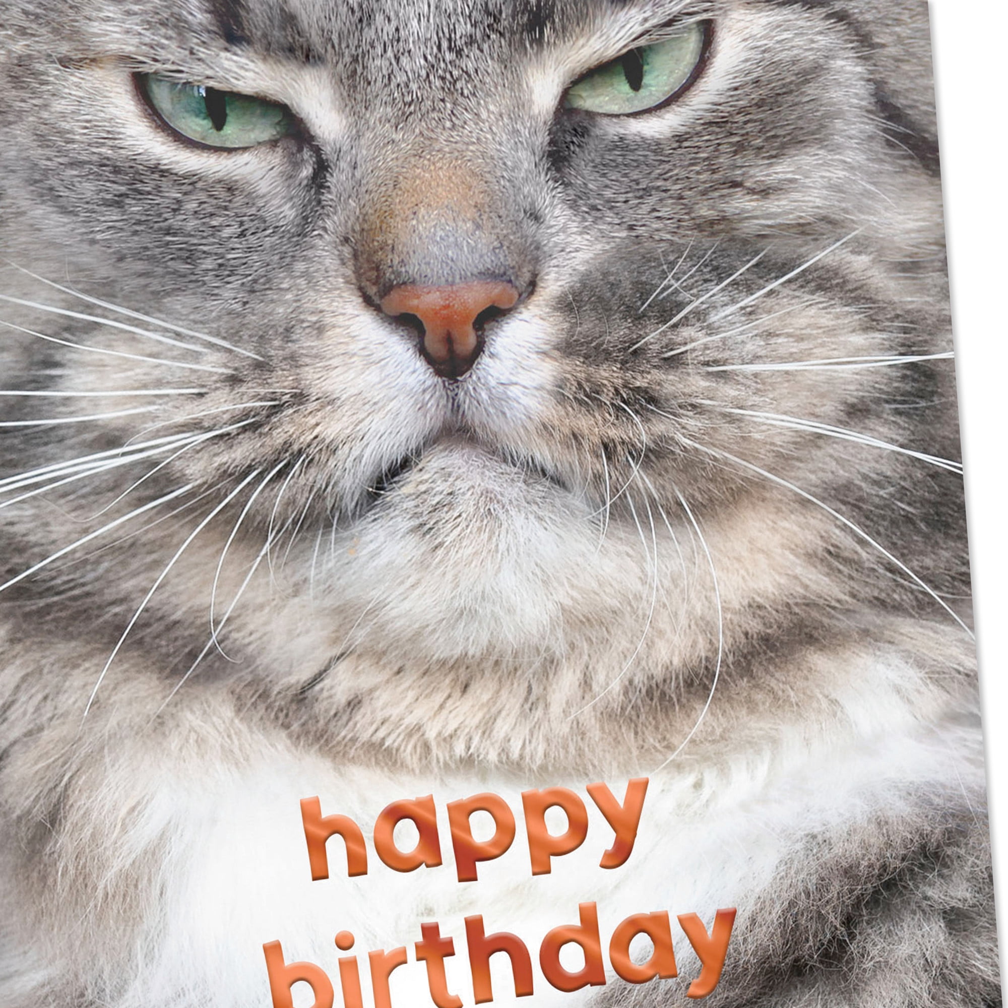 Hallmark Funny Birthday Card (Grouchy Cat)