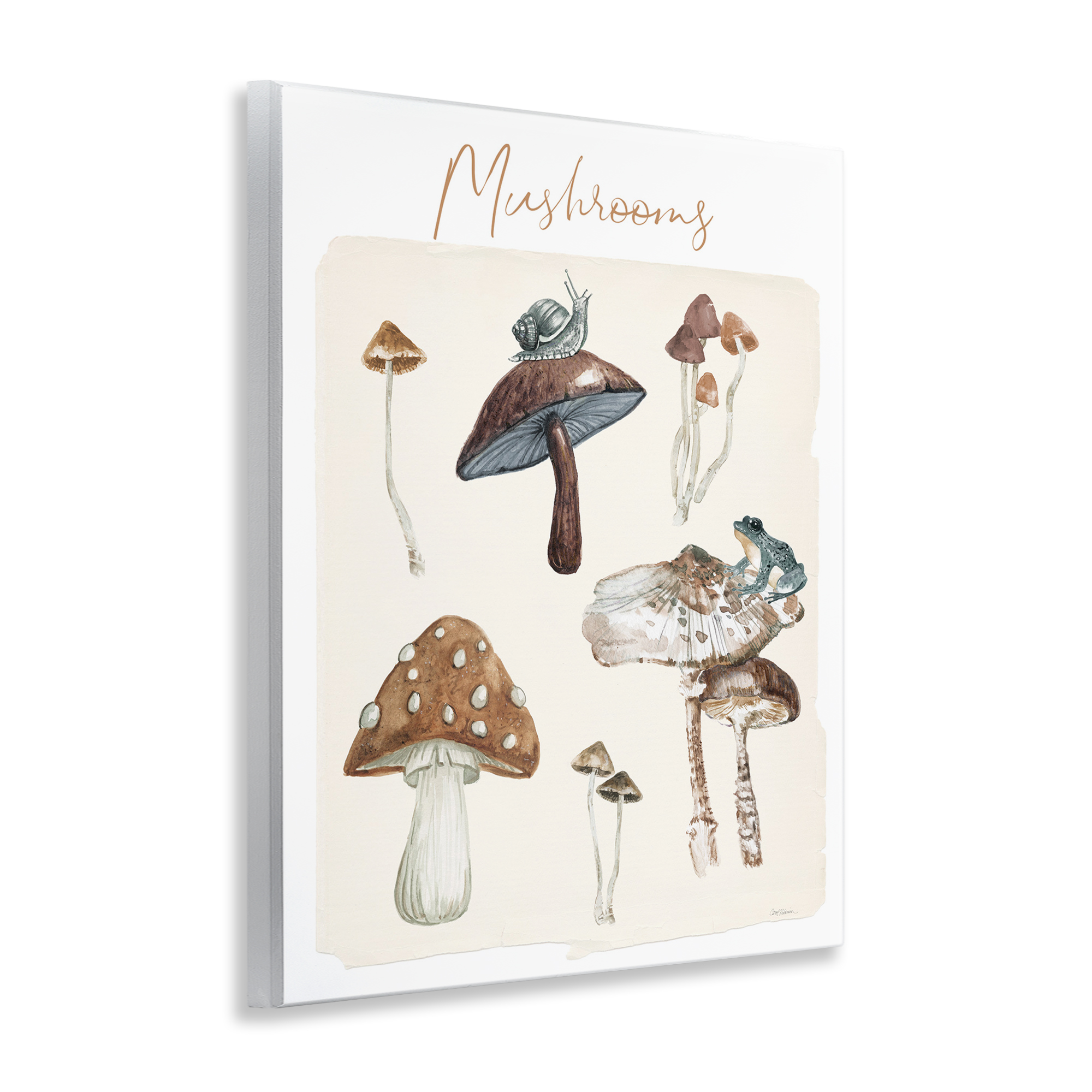 Stupell Industries Assorted Mushrooms Study Botanical & Floral Painting Unframed Art Print Wall Art, 11 x 14