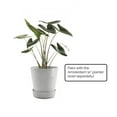 thumbnail image 4 of Ecopots Recycled Plastic Round Flower Pot Planter Saucer with Wheels, White Grey, 16", 4 of 4