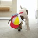 thumbnail image 4 of Gorra de béisbol ajustable para perros - Material de algodón, protección solar y diseño de hélice, para perros medianos/grandes en actividades al aire libre, 4 of 8