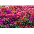thumbnail image 2 of Engelbrecht, Lisa S. 14x11 White Modern Wood Framed Museum Art Print Titled - Bougainvillea in tropical garden, 2 of 4