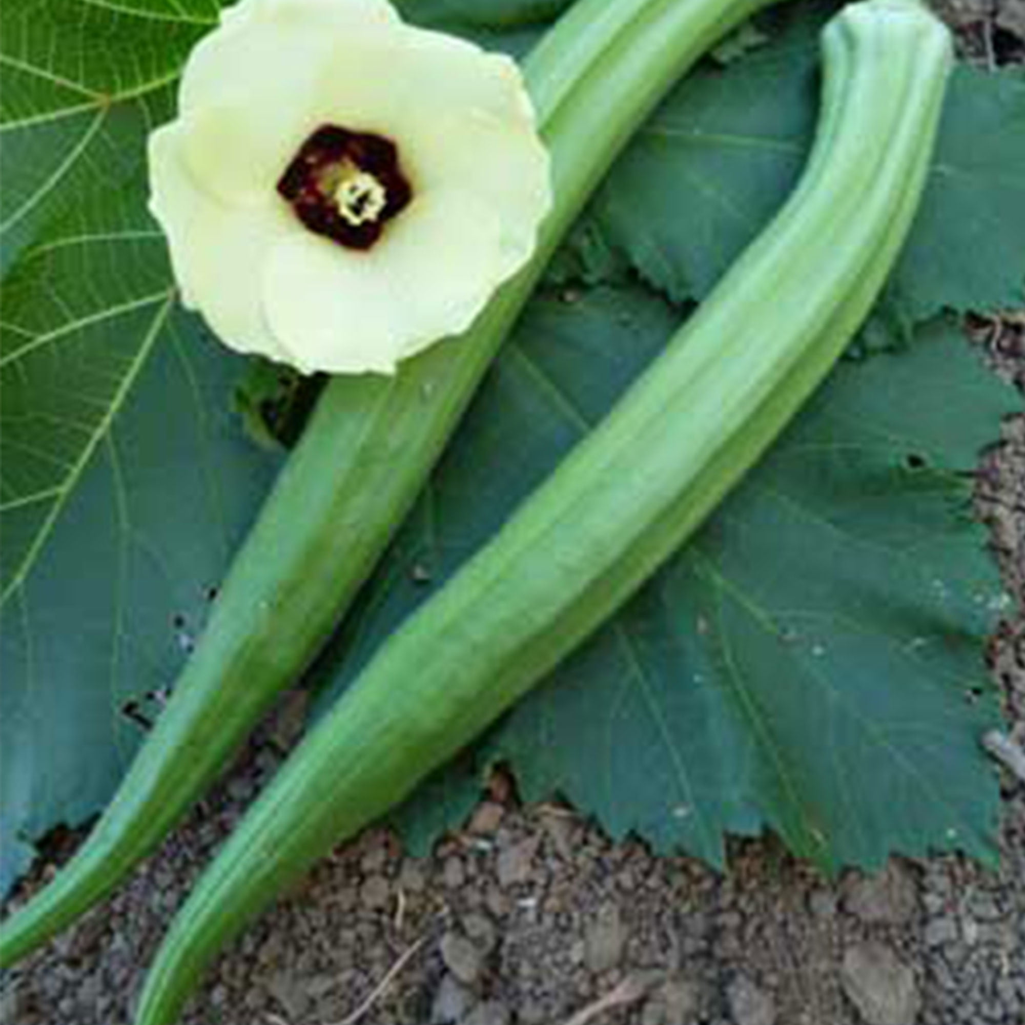 Perkins Long Pod Okra Seeds 2 g 35 Seeds Heirloom, Open Pollinated