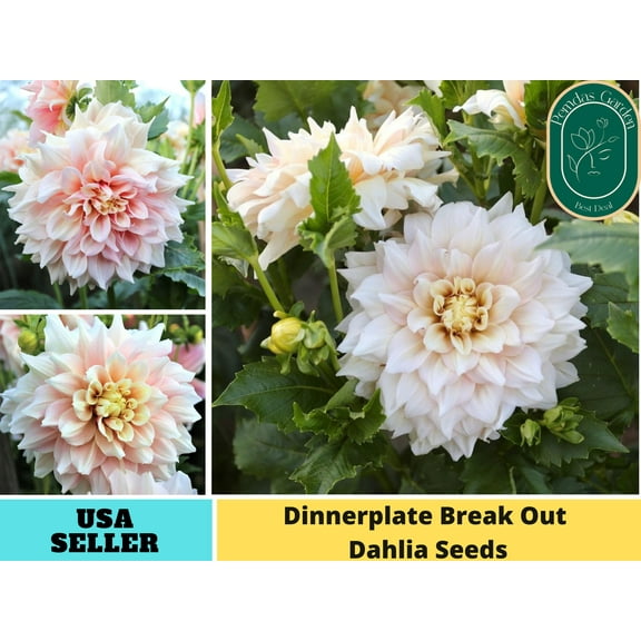 40  Seeds| Dinnerplate Break Out Dahlia Perennial Seeds - Authentic Seeds - Perennial~ GMO Free ~~Flower seeds ~ Herbs B5G1 #D032