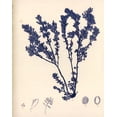 thumbnail image 5 of Gango Home Decor Blue Botanical Study I Lovely Vintage Flowers; Four 8x10in Art Prints in Brown Frames, 5 of 7