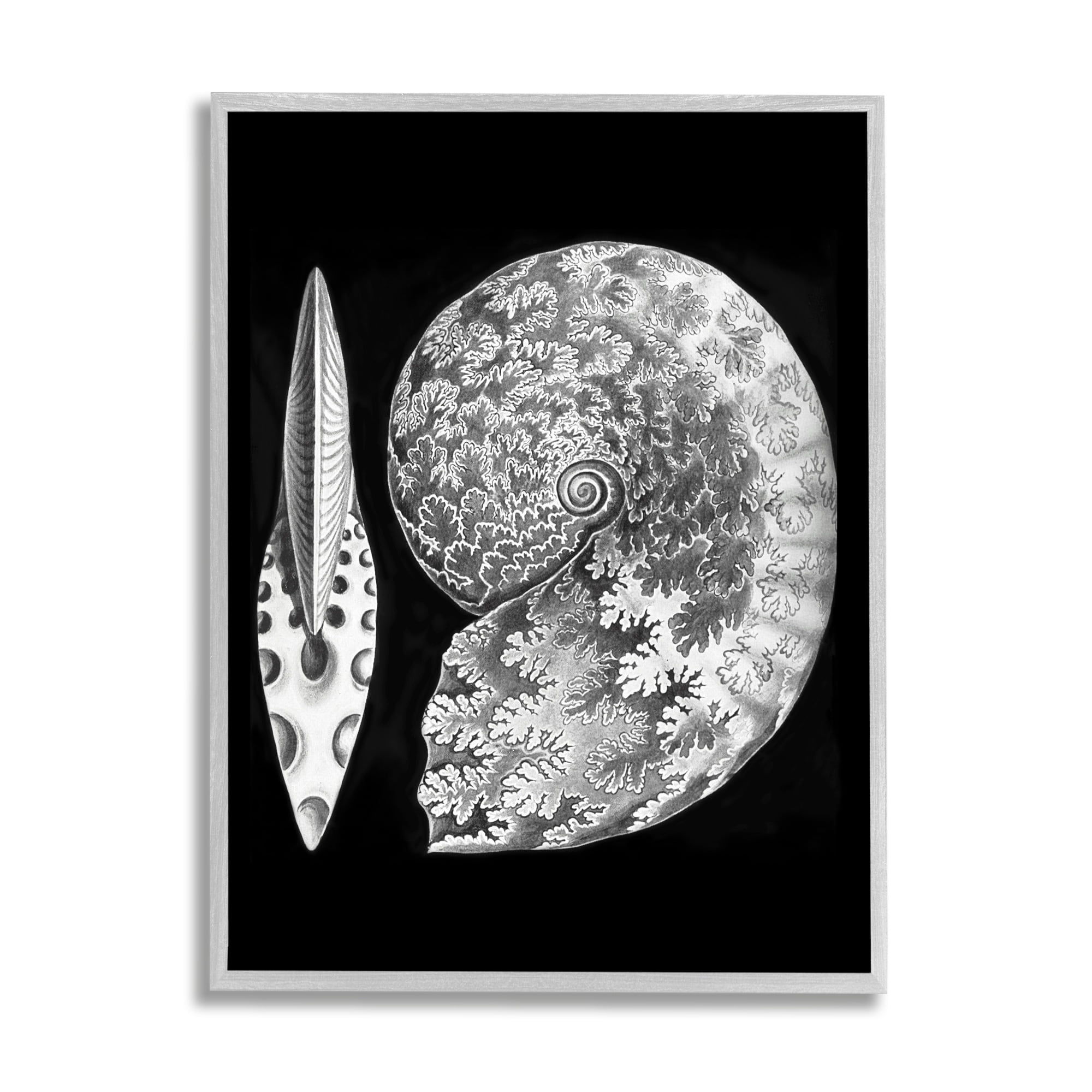 Stupell Industries Detailed Patterned Nautilus Spiral Seashell Modern Design Graphic Art Gray Framed Art Print Wall Art, Design by Graffitee Studios