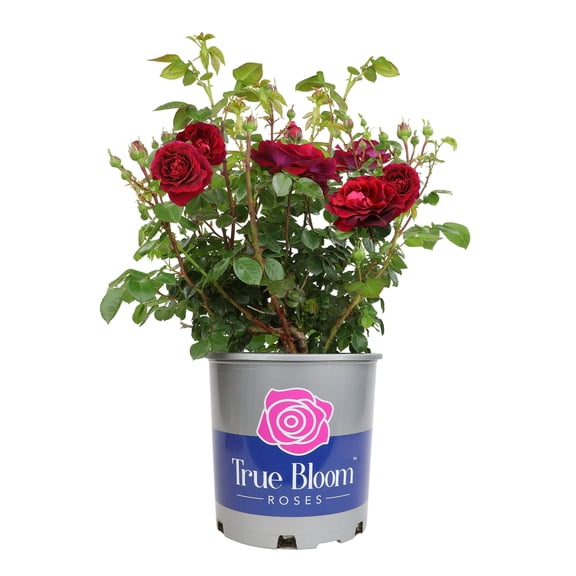 True Bloom 'True Spirit' PP28929 Red Rose Bush Plant, Red Roses, 8Qt. Pot, Full Sun, Live Plant