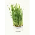 Walmart Premium Wheatgrass Cat Grass Seeds Planting Kit for Indoor