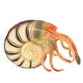 thumbnail image 1 of Modèle d'Animal Marin Simulé Modèle de Nautilus Réaliste Modèle d'Animaux Marins, 1 of 8