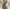 Green, variant on Women's Bikini Solid Set Swimsuit Two Piece Filled Bra Swimwear Beachwear