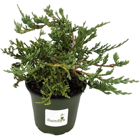 Juniper Blue Rug, Wilton Ground Cover, Lot of 15, 4 Inch Pots