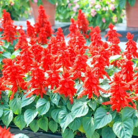 Set 4 Sage Plants Live 4-6" Salvia Plug Size, No Pot, Fragrant Flower Bush for Planting (Vivid Red Sage Salvia)